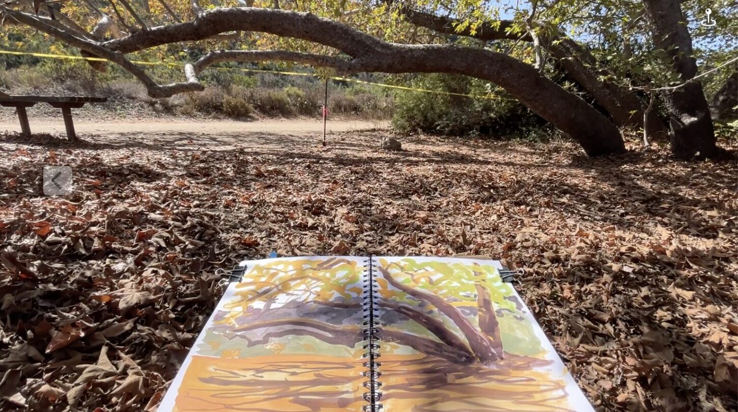 Did Nature Journaling Help Save This Tree?